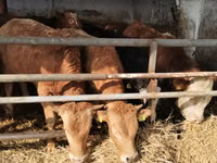 Bovine (lot, sex nespecificat), Simmental cattle — foto 1