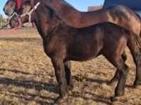 Cal, Percheron — foto 4