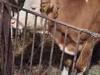 Toro, Simmental cattle — foto 1