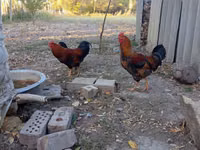 Chickens — Foto 2