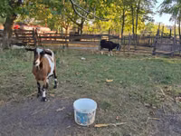 Ziege, Ziegen — Foto 2