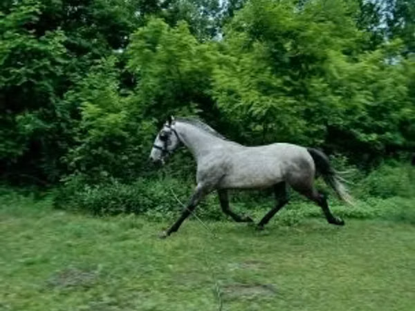 Aygʻir, Lipizzaner