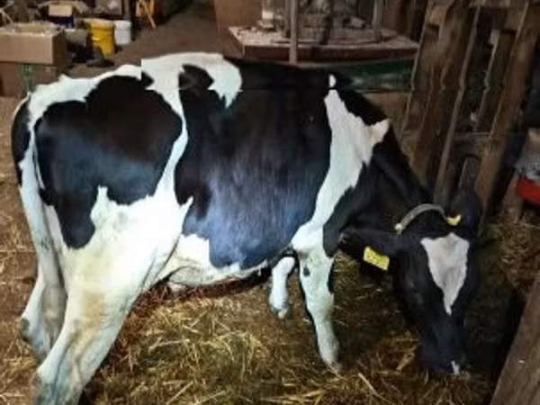 Bulle, Holstein-Rasse