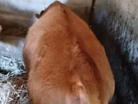 公牛, Limousin cow — 照片 1