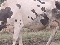 गाय, Russian Black pied cattle — फ़ोटो 2