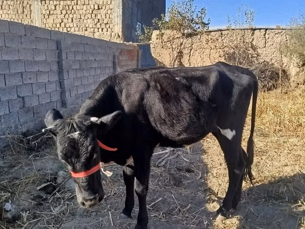 بقرة, الماشية