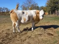 गाय, Simmental cattle — फ़ोटो 5