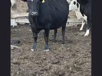 بقرة, Russian Black pied cattle — الصورة 1