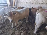 Bulle, Charolais cattle — Foto 3