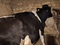 Vaca, Russian Black pied cattle — foto 1