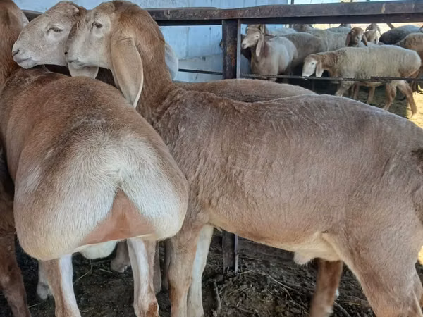 Widder, Arashan sheep