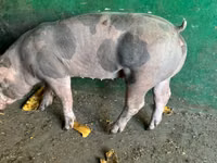 公猪, Pigs — 照片 1