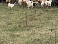 Cabra, Cabras — foto 2