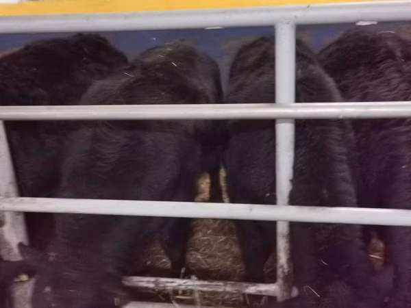 Bou, Aberdeen-Angus