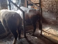ثور, Simmental cattle — الصورة 8