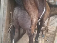 Țap, Alpine goat — foto 3