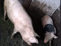 Eber, Schweine — Foto 2