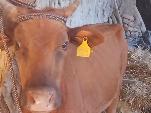 母牛, Cattle