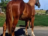 Horse (M), Horses — photo 1