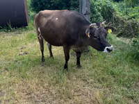 Vacă, Rasa Jersey — foto 4