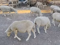 Bélier, Ile-de-France sheep — photo 3