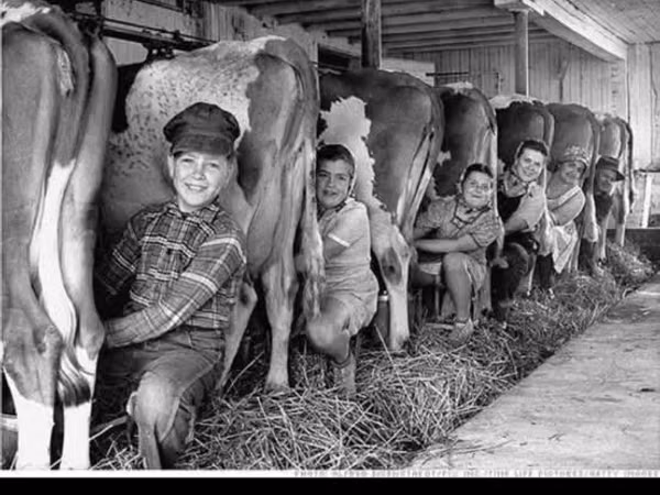 Kuh, Simmental cattle — Republik Moldau