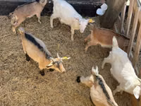 تيس, Saanen goat — الصورة 3