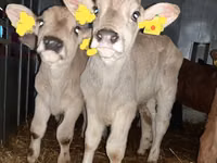 Cattle (batch, sex not specified), Hereford — photo 3