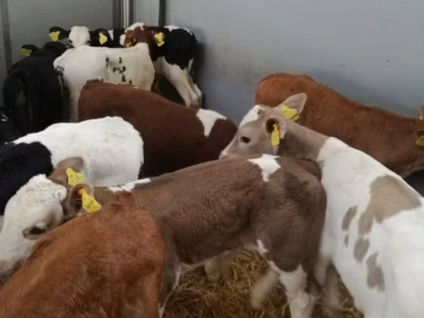أبقار (دفعة، الجنس غير محدد), Simmental cattle
