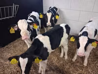 ثور, Russian Black pied cattle — الصورة 2