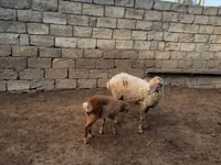 Qoyun, Qoyunlar — foto 8
