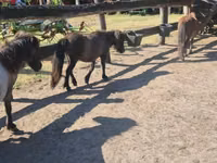 घोड़ी, Shetland Pony — फ़ोटो 4