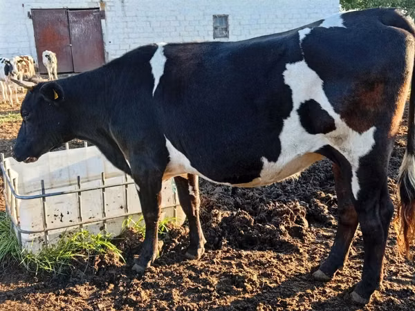 Cow, Russian Black pied cattle