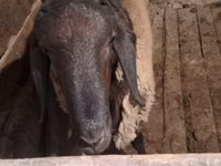 公羊, Sheep — 照片 3