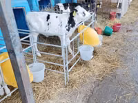 Bulle, Holstein-Rasse — Foto 8