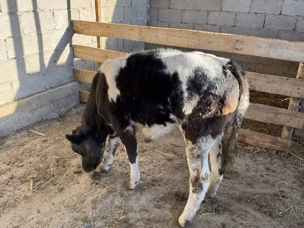 Bou, Belgian Blue