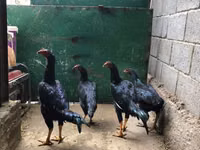 دجاج شمو — الصورة 1