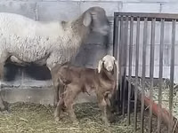 Oaie, Arashan sheep — foto 1
