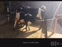 Kuh, Russian Black pied cattle — Foto 3