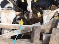 Bou, Russian Black pied cattle — foto 4