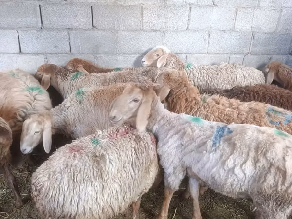 Schaf, Arashan sheep