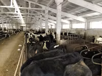 Kuh, Yaroslavl cattle — Foto 7