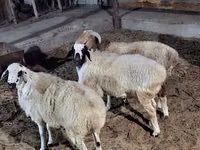 公羊, Sheep — 照片 6