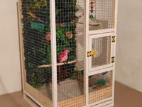 Papuqay,dovşan,hamster,şinşila,bildirçin,cücə,xamyak,pişik,quş,tısbağa — foto 2
