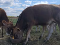 ثور, Russian Black pied cattle — الصورة 3