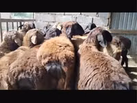 كبش, الأغنام — الصورة 1