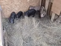 Schweine (Partie, Geschlecht nicht angegeben) — Foto 3