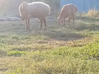Carnero, Rhon sheep — foto 6