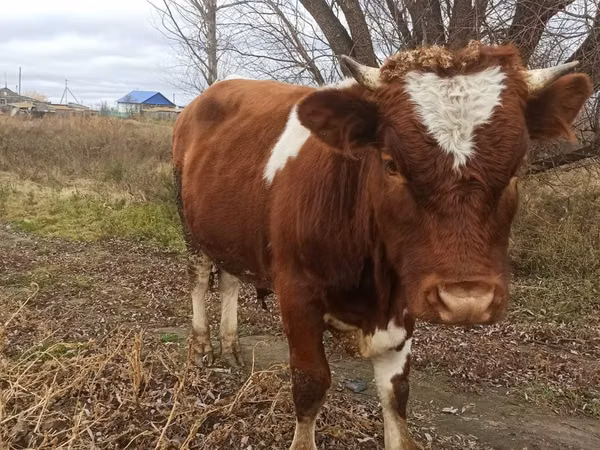 Bulle, Simmental cattle