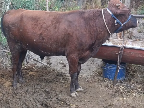 Toro, Ganado vacuno